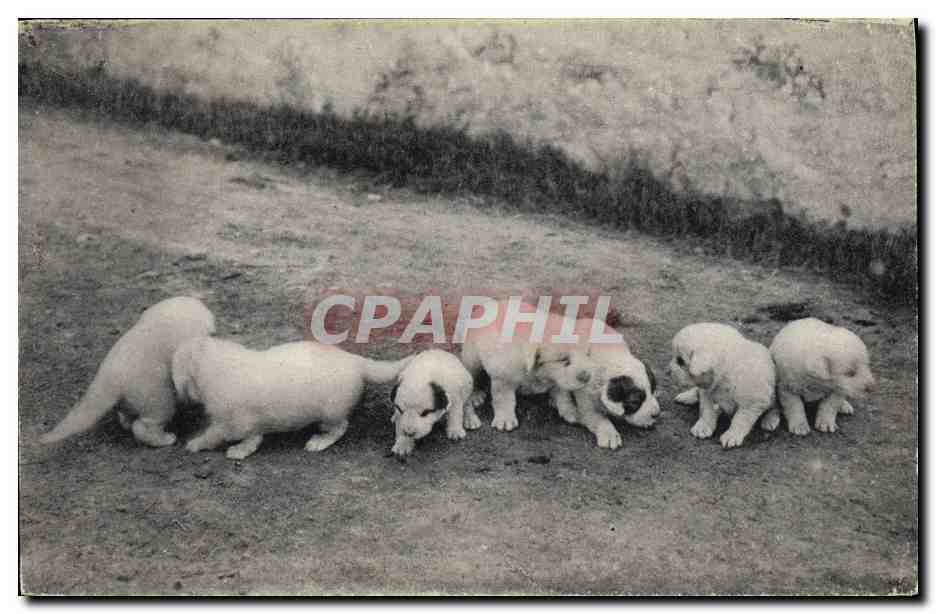 Chiens des Pyrénées — Une portée de 8 jours — Phototypie Labouche frères, Toulouse (2e série)