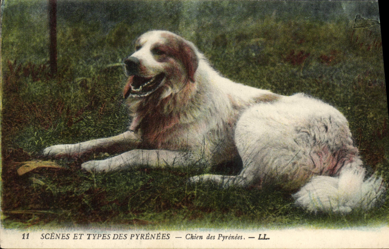 Chien des Pyrénées — SCÈNES ET TYPES DES PYRÉNÉES — LL. — n°11