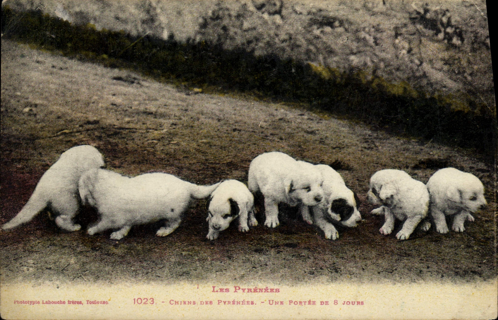 Chiens des Pyrénées — Une portée de 8 jours — Phototypie Labouche frères, Toulouse, n° 1023