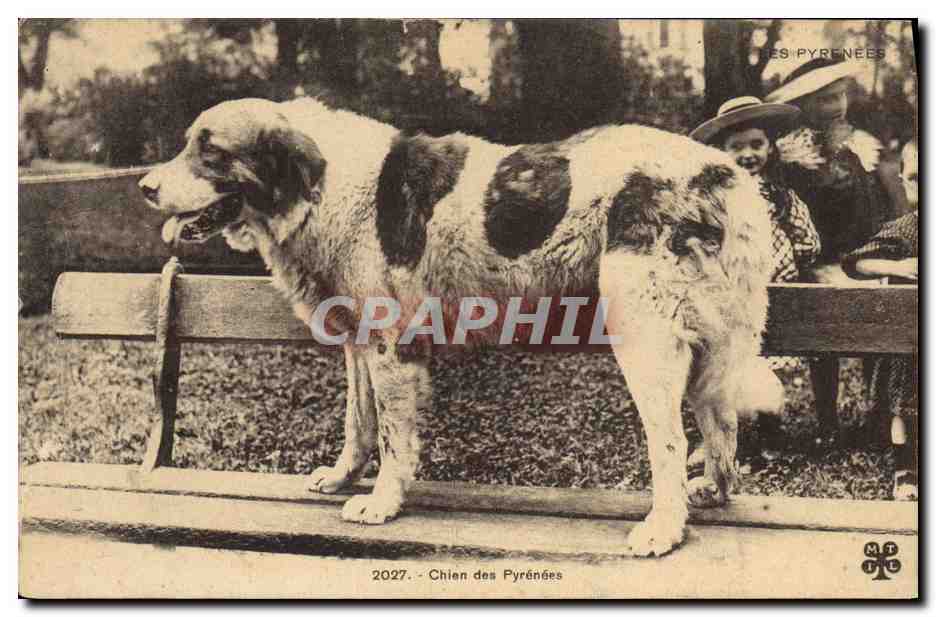 Chien des Pyrénées — 2027 — MT LE