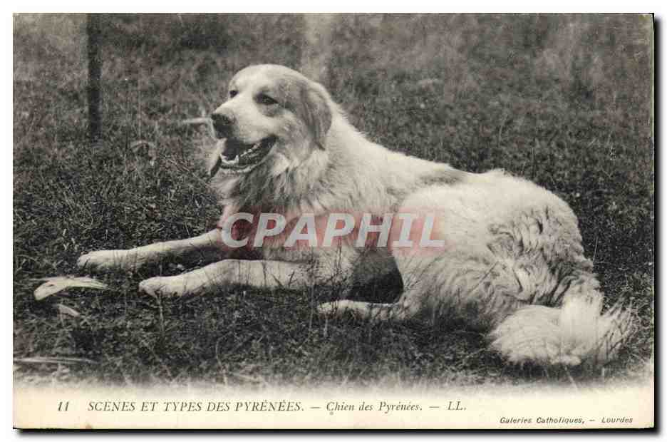 CPA Chien Chiens des Pyrenees 