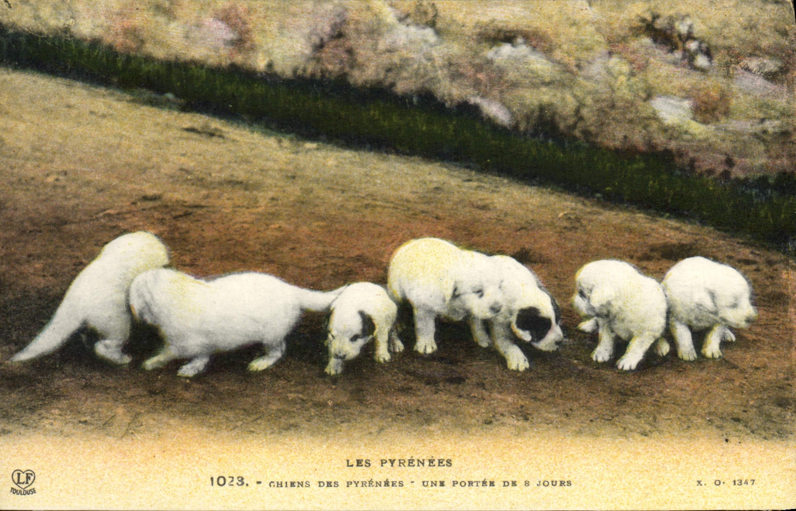 Chiens des Pyrénées — une portée de 8 jours — Photochromo Toulouse