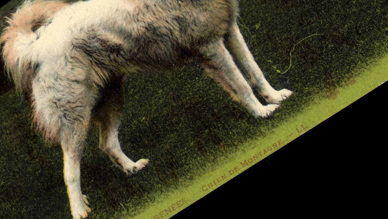 Bénénées — Chien de Montagne — LL.