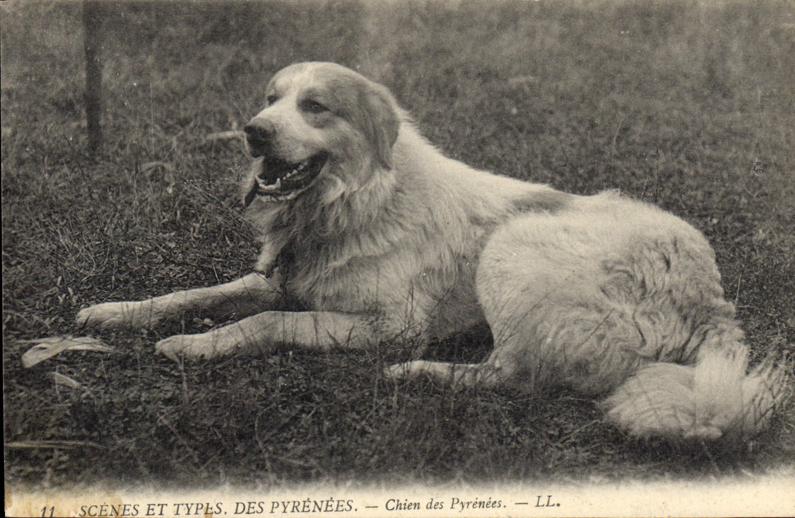 Chien des Pyrénées — SCÈNES ET TYPLES. DES PYRÉNÉES. — LL. — N°11