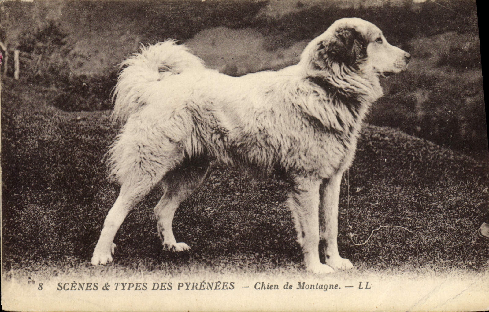 CPA Chien de montagne 