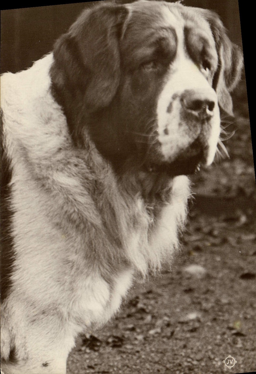 Chien Saint-Bernard — portrait — Valentine's Series, Brighton - Recto