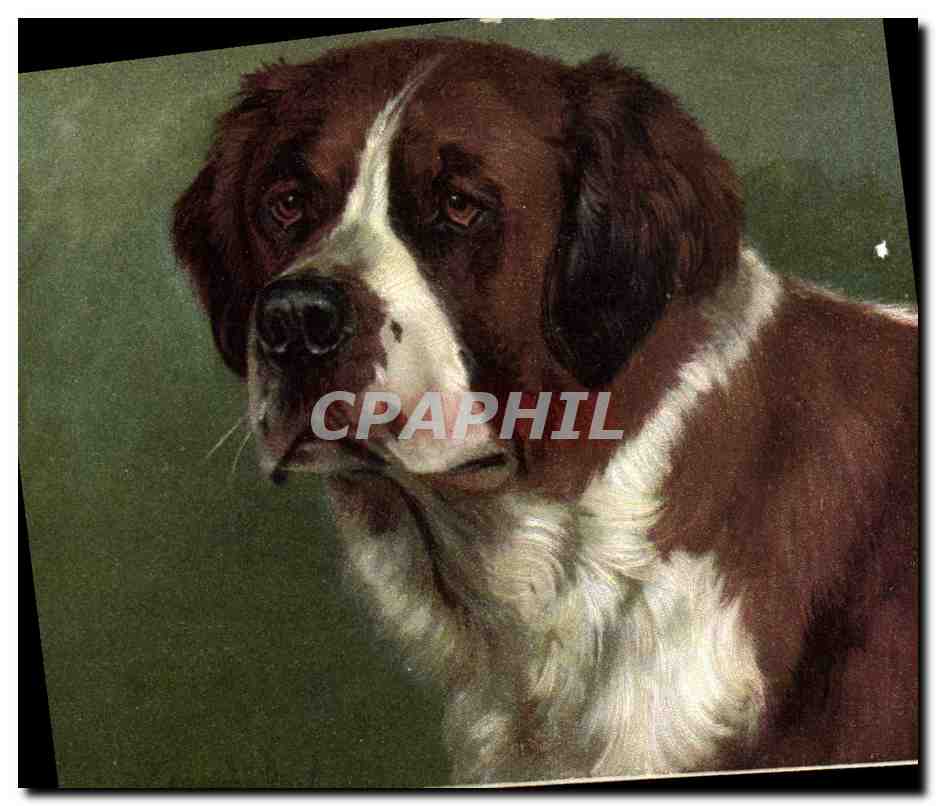 CPA Chien Chiens 