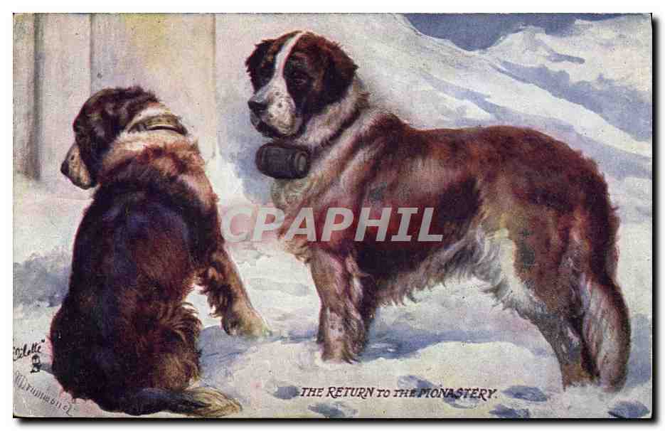 Deux chiens de Saint-Bernard — Le retour au monastère — Tuck's Post Card N° 113 - Anverso