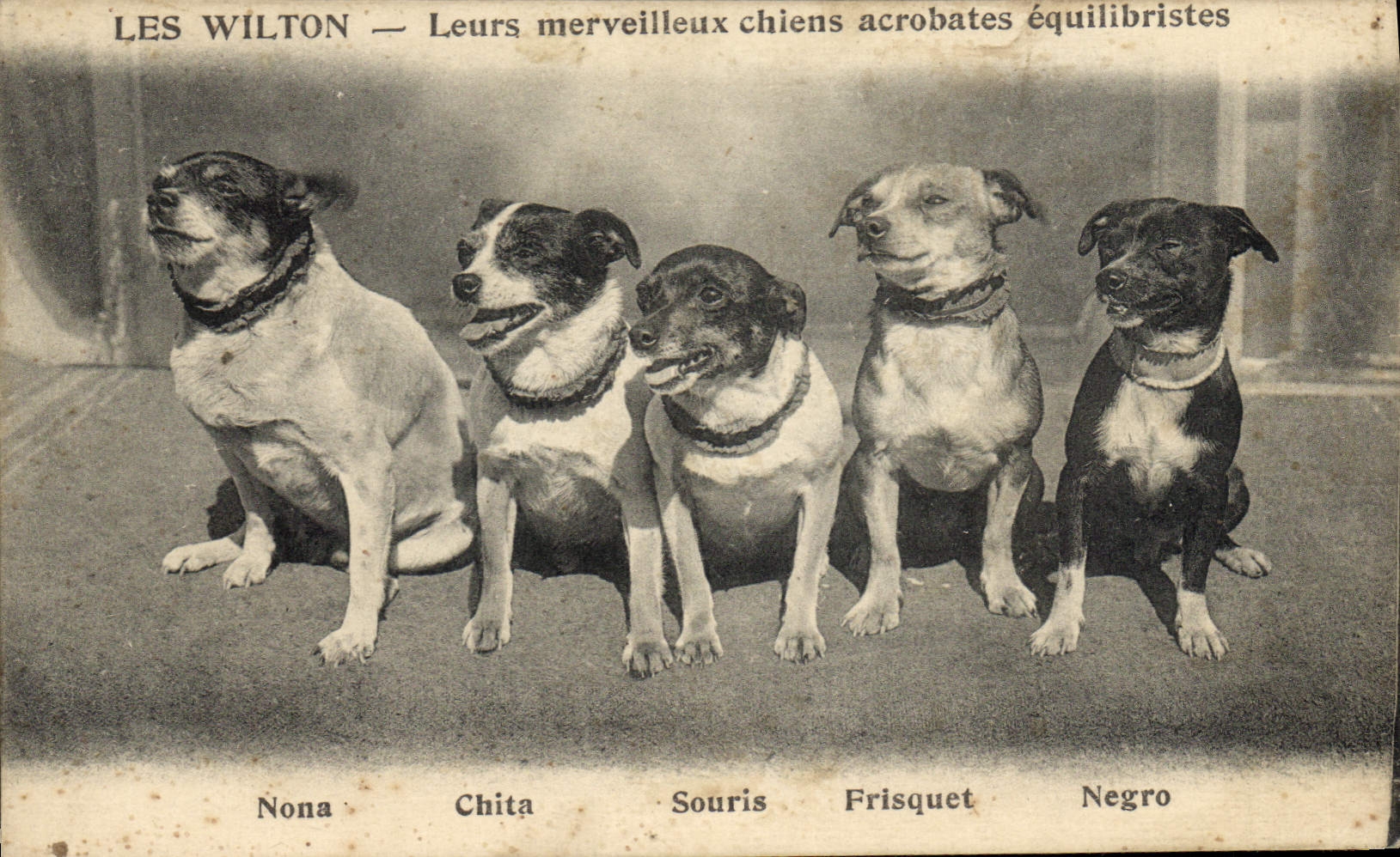Les Wilton — Leurs merveilleux chiens acrobates équilibristes — Imp. Phot. A. Thibay & F. Turlocque