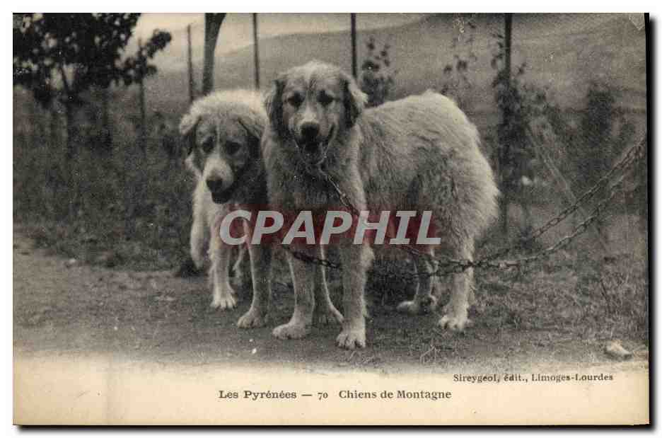 CPA Chiens de montagne Pyrenees Chien 