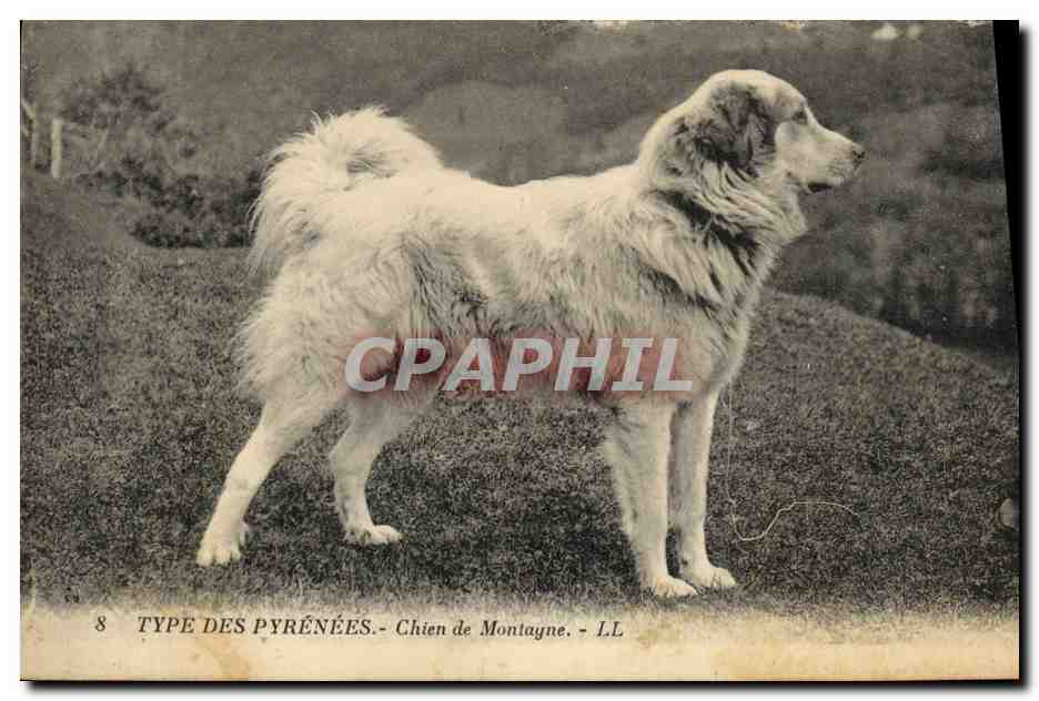 CPA Chiens Chien de montagne Pyrenees 