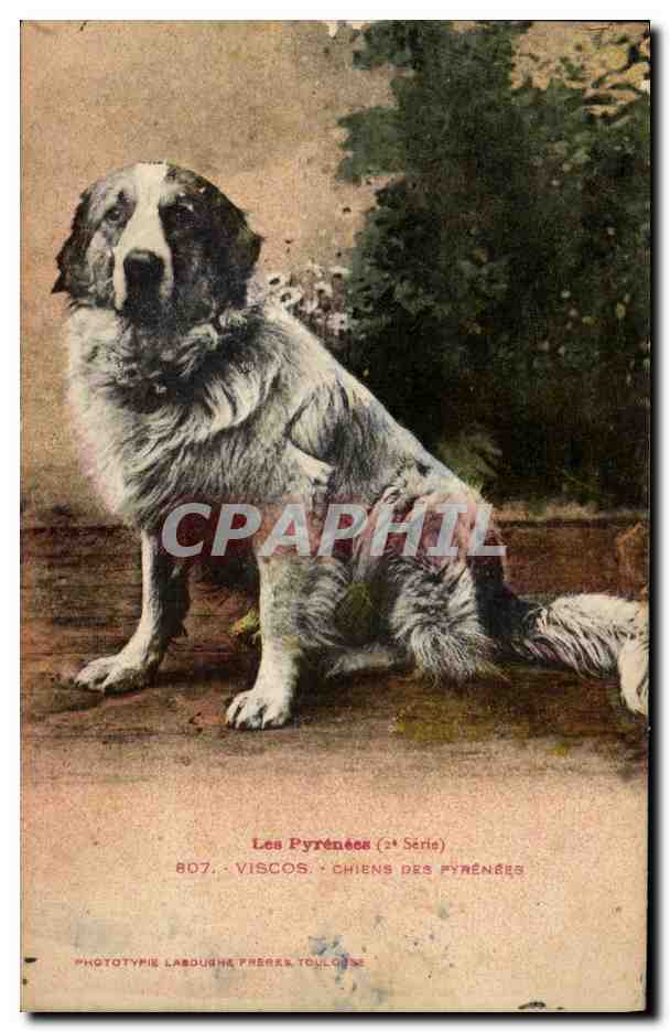 CPA Chiens des Pyrenees Chien Pyrenees Viscos 