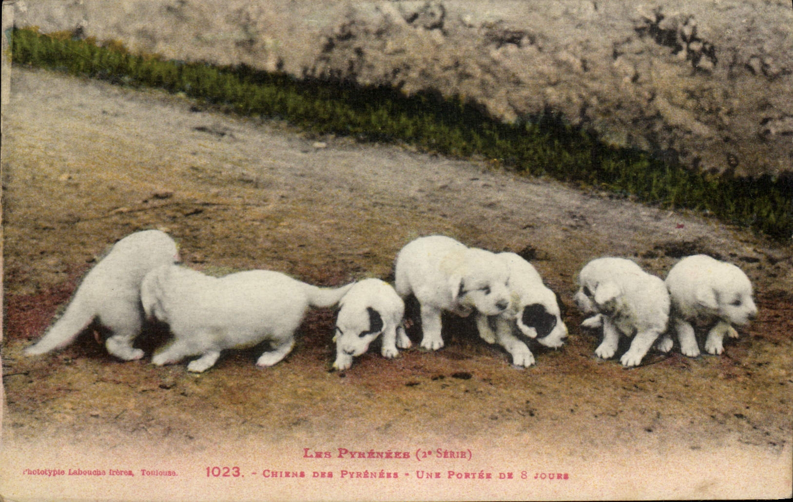 Chiens des Pyrénées — Une portée de 8 jours — 2e série — phototypie Laboucha frères, Tonjousa