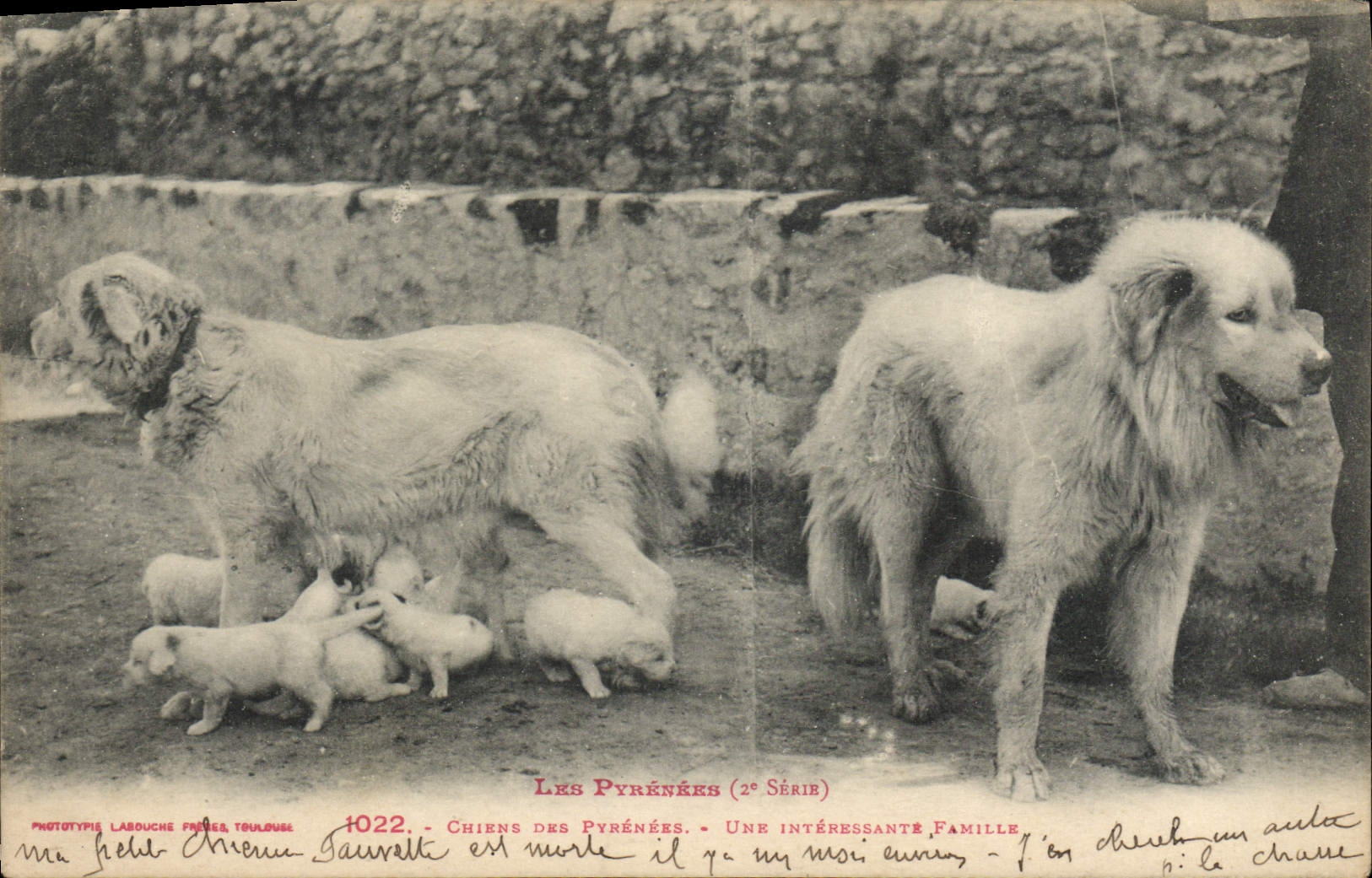 Chiens des Pyrénées — Une intéressante famille — Phototypie Labouche Frères, Toulouse, n°1022 (2e série)