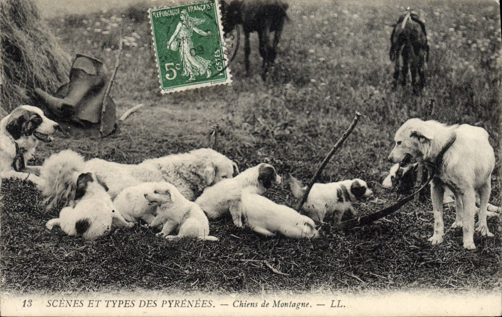 Chiens de Montagne — LL. — SCÈNES ET TYPES DES PYRÉNÉES — n°13