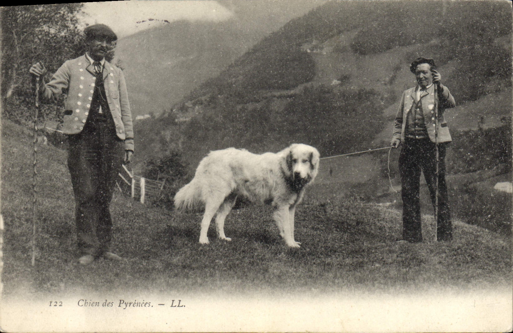 Chien des Pyrénées — LL. — n°122