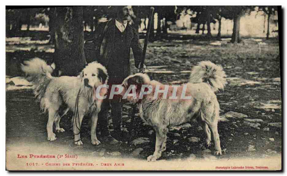 Les Pyrénées (2e Série) - Chiens des Pyrénées - Deux Amis — Phototypie Labouche Frères, Toulouse