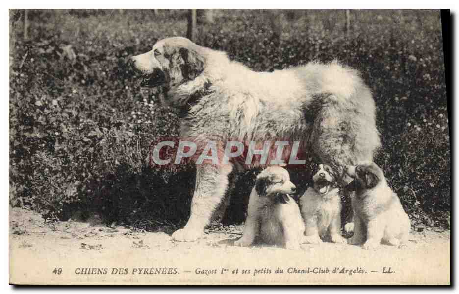 Chiens des Pyrénées — Gazost 1er et ses petits du Chensl-Club d'Argelès — LL. n°49