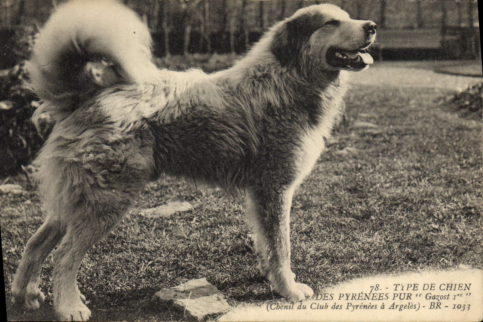 Chien des Pyrénées pur « Gazost 1er » — Type de chien — Chenil du Club des Pyrénées à Argelès - BR - 1033