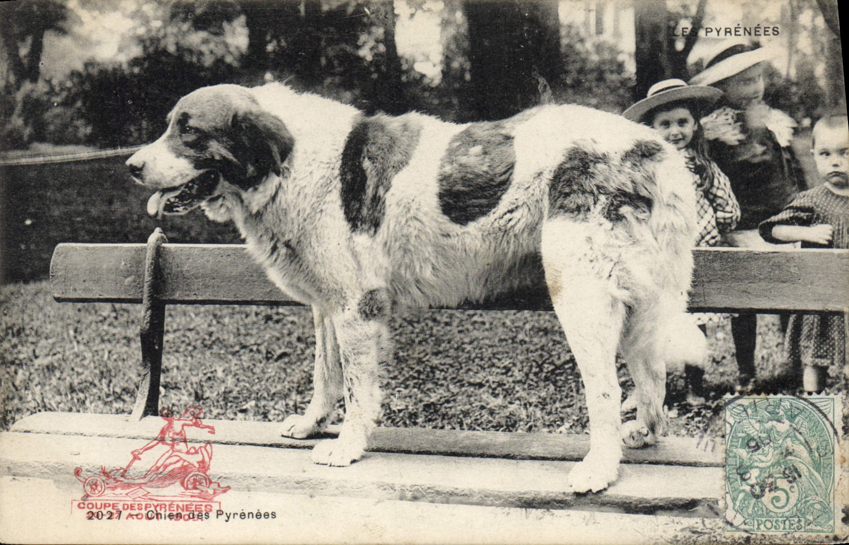 Chien des Pyrénées — Coupe des Pyrénées 2027 — Éditeur non identifié
