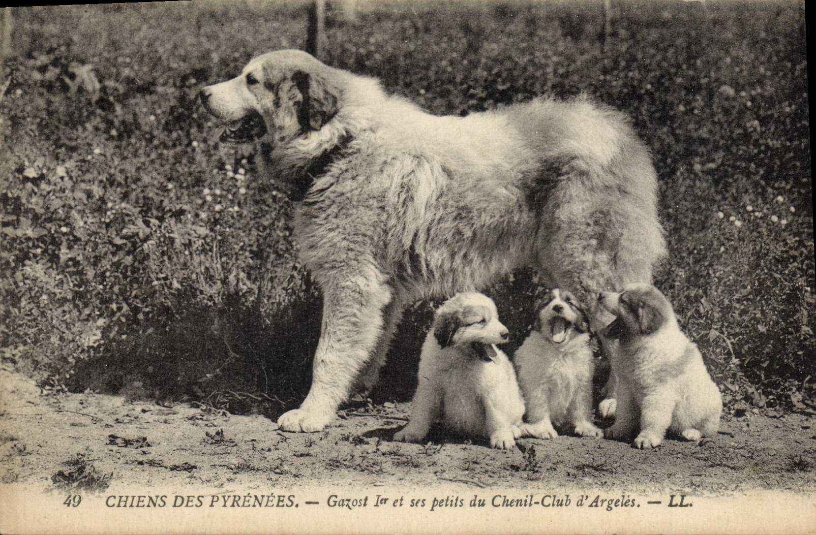 Chiens des Pyrénées — Gazost Ier et ses petits du Chenil-Club d'Argelès — LL. — N°49
