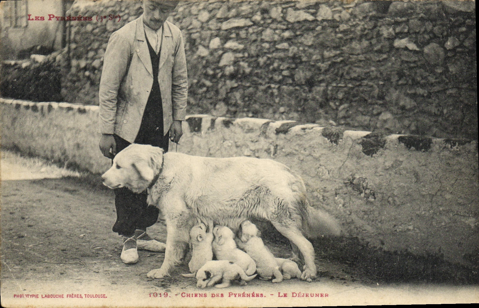 Chiens des Pyrénées — Le Déjeuner — Phototypie Labouche Frères, Toulouse, n° 1019