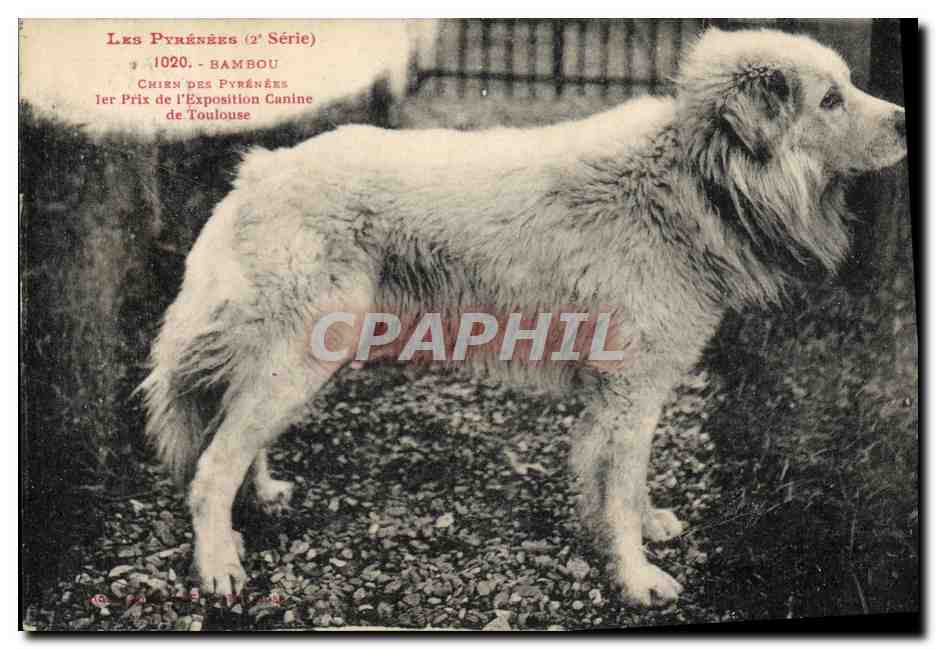 Chien des Pyrénées — Bambou — 1er Prix de l'Exposition Canine de Toulouse — 2e Série
