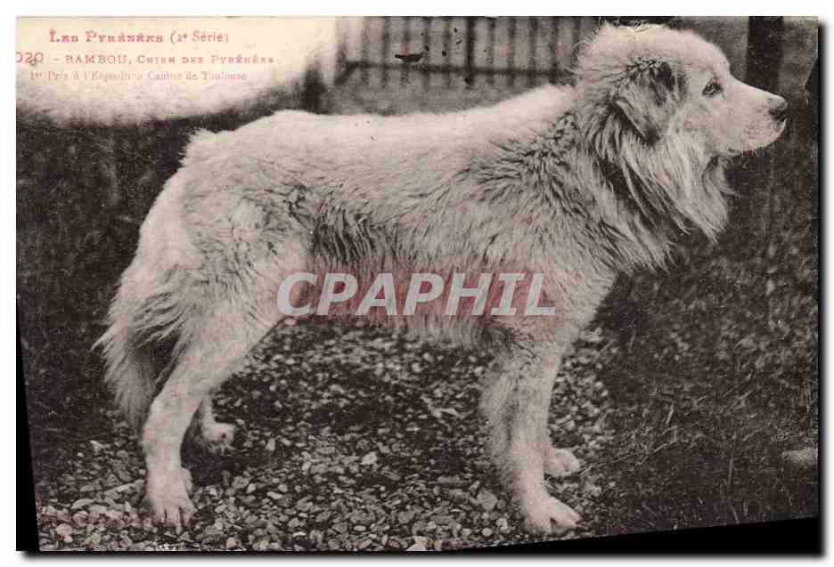 Bambou, chien des Pyrénées — 1er Prix à l'Exposition Canine de Toulouse — Série 1