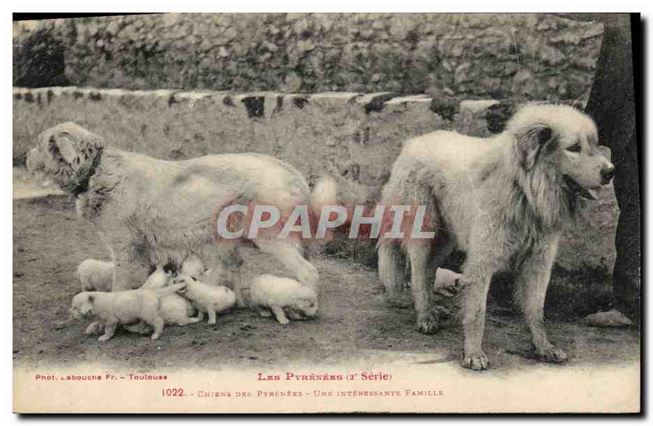 Chiens des Pyrénées — Une intéressante famille — Phot. Labouche Fr. - Toulouse (1ère Série)