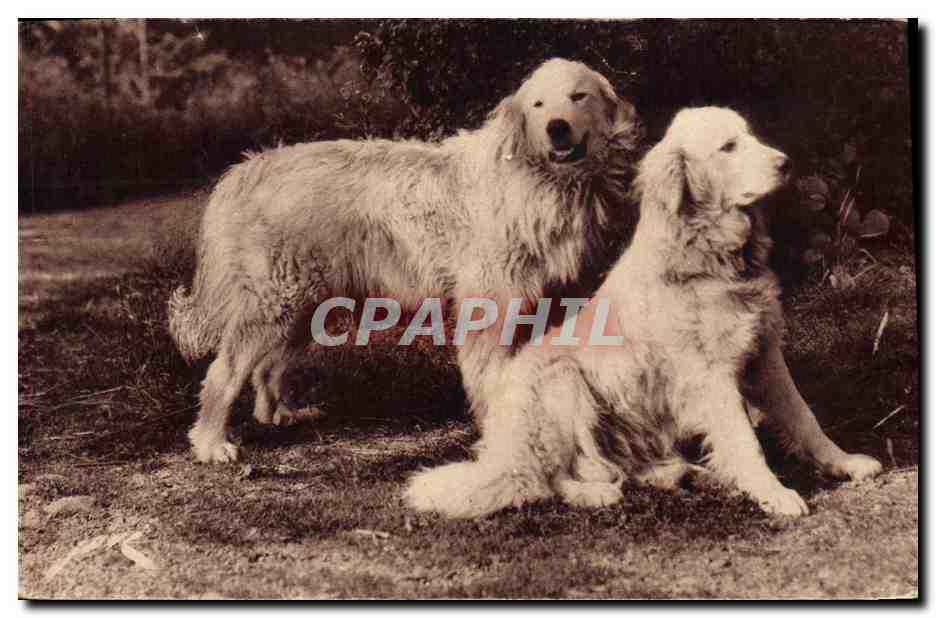 Chiens des Pyrénées — Gardiens des troupeaux contre l'ours — Éditions Jové, Pau (B.-P.)