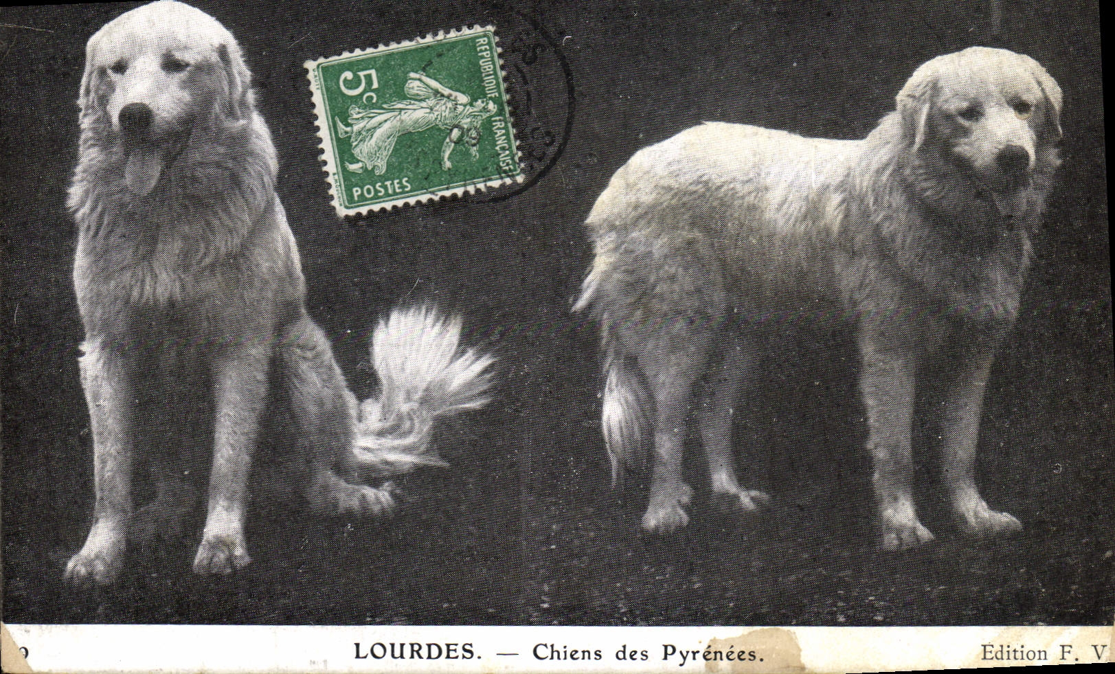 CPA Chiens des Pyrenees Chien Lourdes 