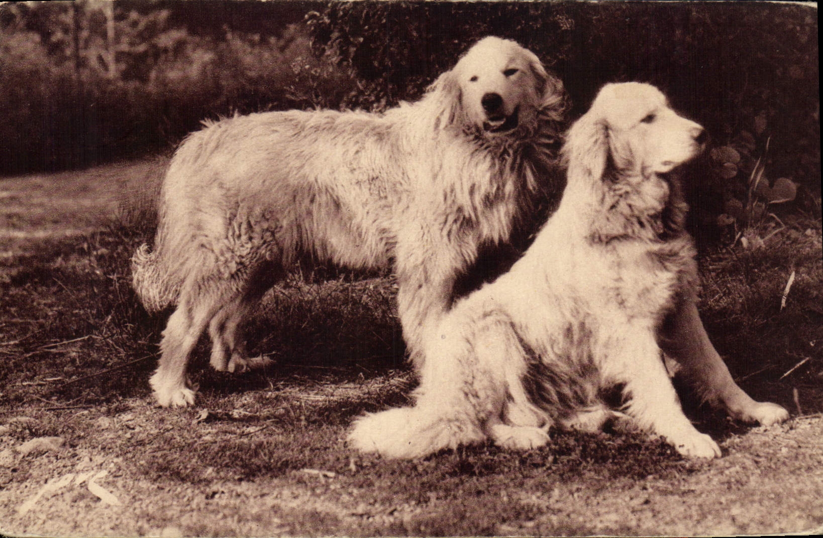Deux chiens pyrénéens — Éditions Jové, Pau — N° 66