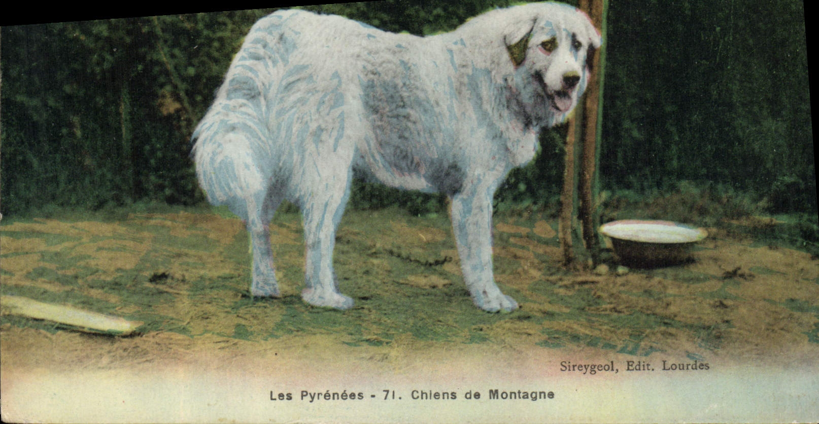 CPA Chiens Chien de montagne Pyrenees 