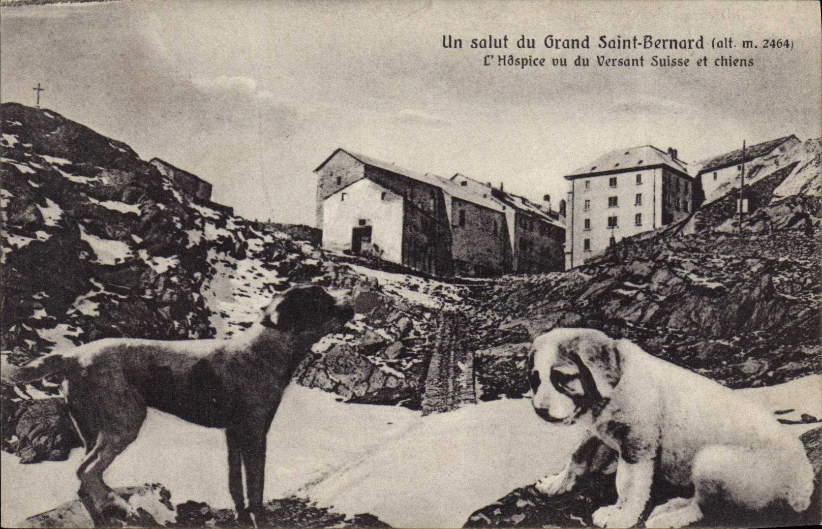 L'Hôspice du Grand Saint-Bernard (alt. m. 2464) — vue du versant suisse avec chiens — éditeur L. Broggi, Aosta