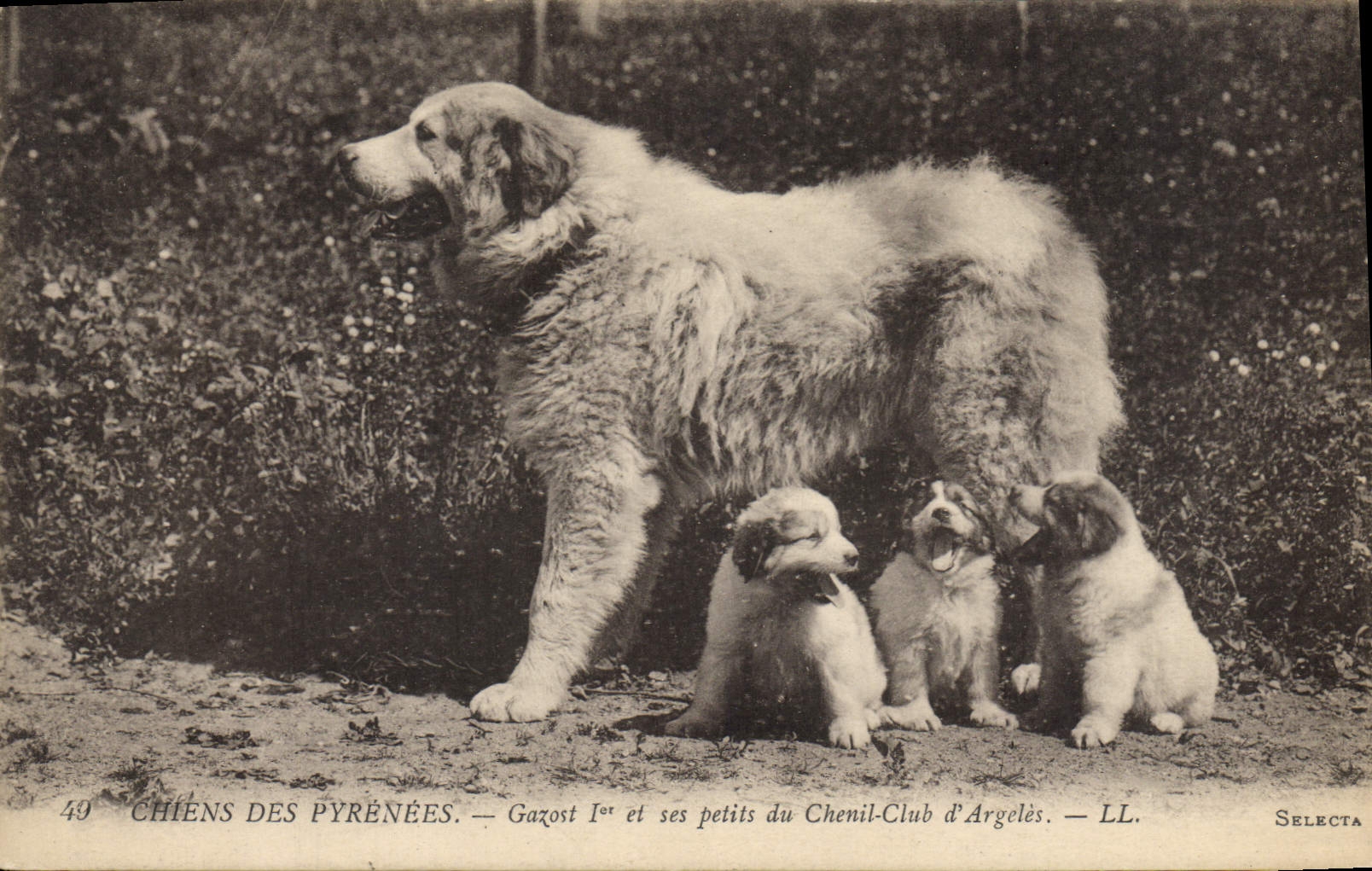 Chiens des Pyrénées — Gazost 1er et ses petits du Chenil-Club d'Argelès — LL. — SELECTA