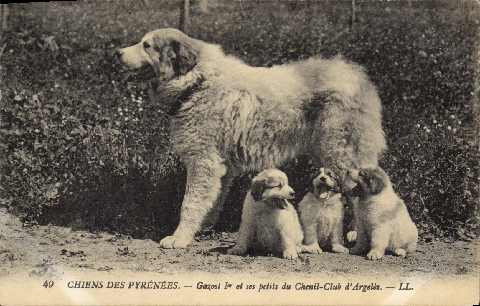 Chiens des Pyrénées — Gazost Ier et ses petits du Chenil-Club d'Argelès — LL. — N°49