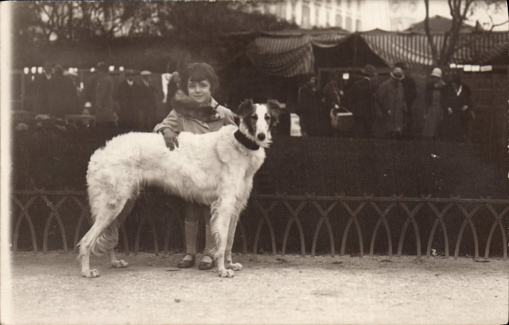 CARTE PHOTO Chien Chiens Enfant Levrier 