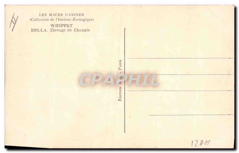 CPA Chien Chiens Levrier whippet Belle Elevage de Changis  — Rückseite