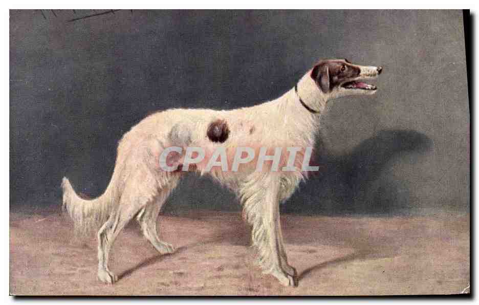 Chien de chasse — portrait — éditeur inconnu, série 425