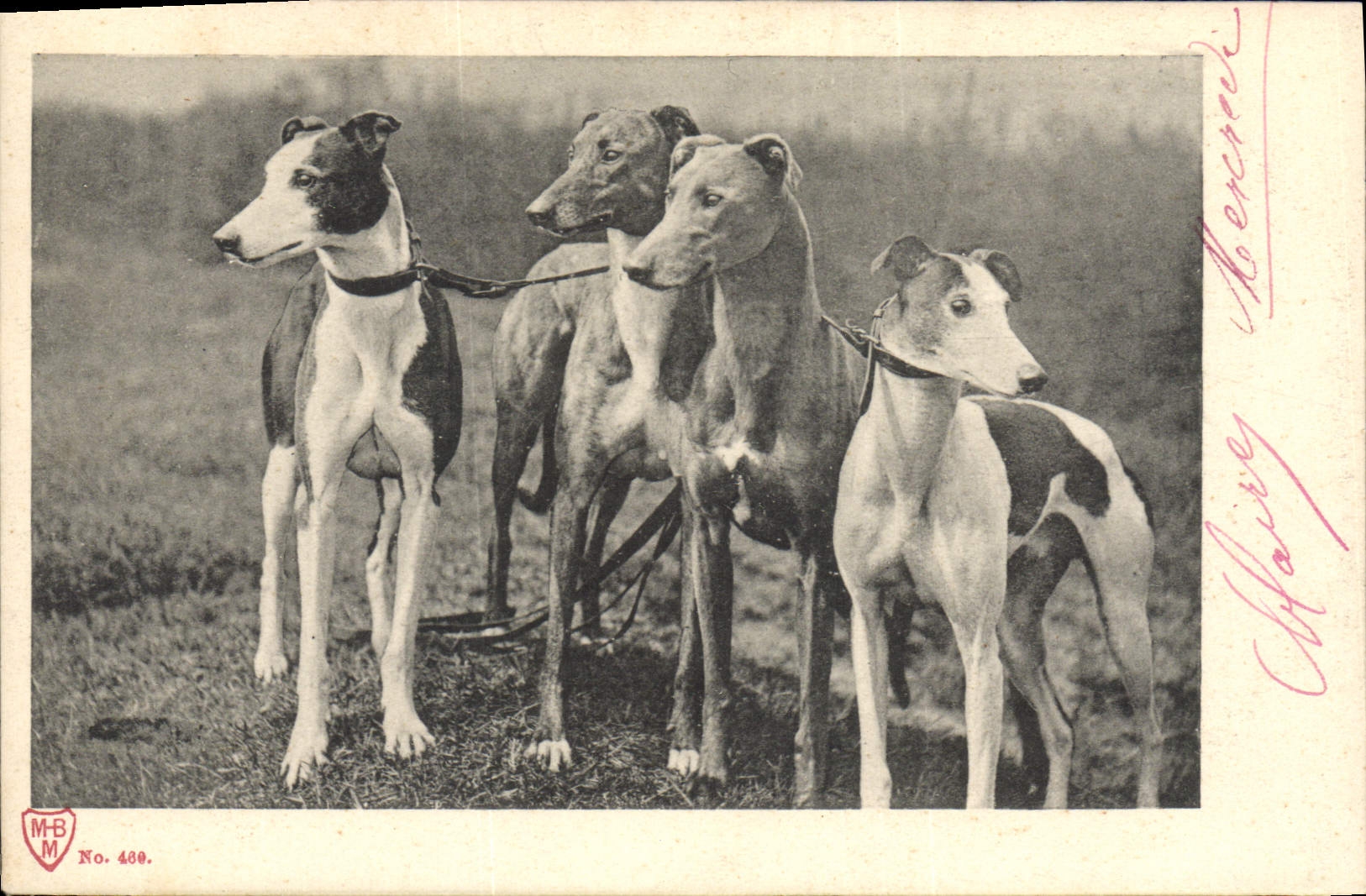 CPA Chien Chiens Levrier 