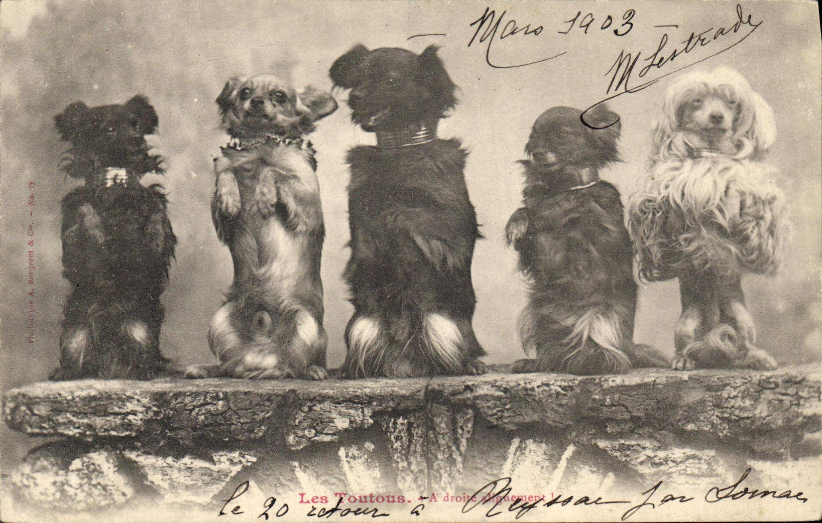 Les Toutous — Photographie A. Bergnet & Cie — N° 19