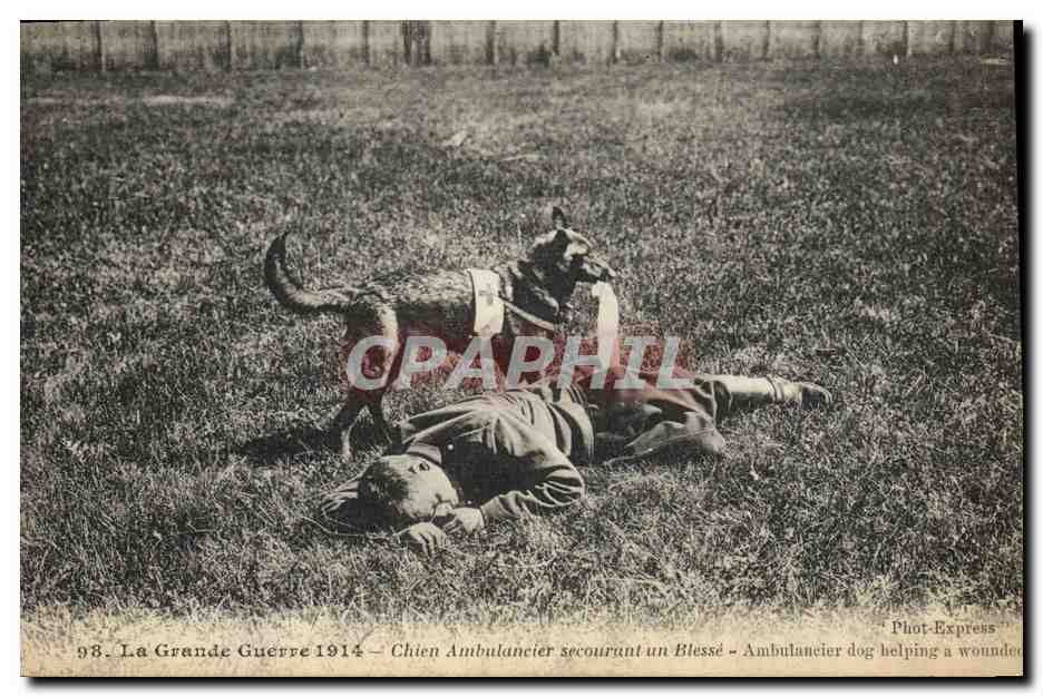 Chien Ambulancier secourant un Blessé — La Grande Guerre 1914 — Phot-Express