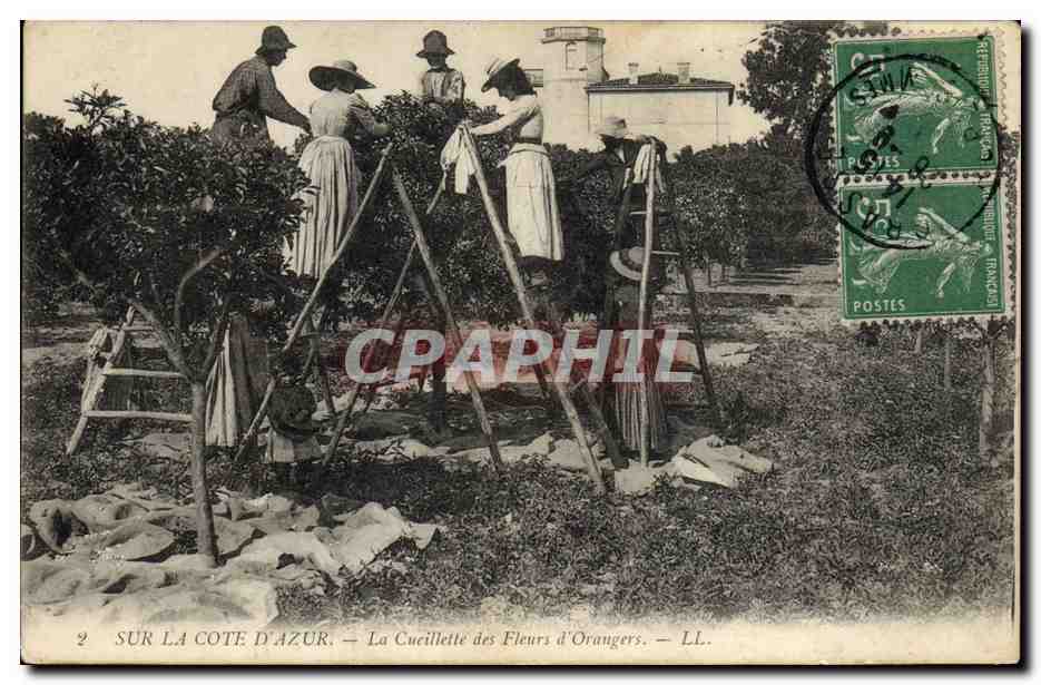 CPA Cueillette des fleurs d'orangers Cote d'Azur 