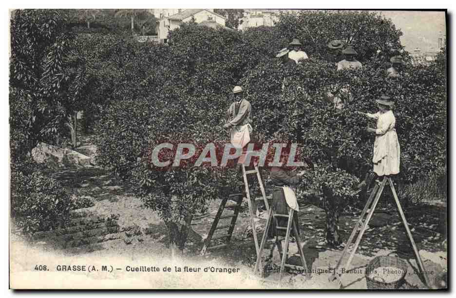 CPA Cueillette de la fleur d'oranger Grasse 