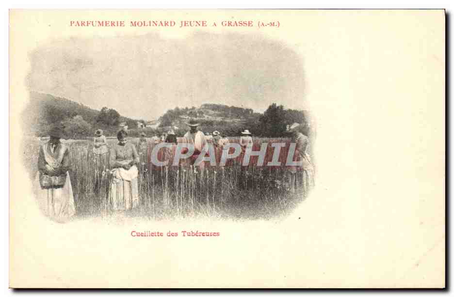 CPA Cueillette des tubereuses Parfumerie Molinard Jeune a Grasse 
