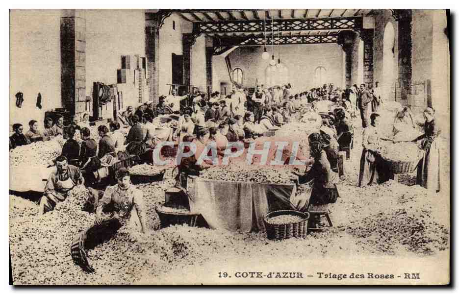 CPA Cueillette Triage des roses Cote d'Azur 