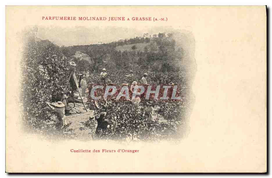 CPA Cueillette des fleurs d'oranger Parfumerie Molinard Jeune a Grasse 