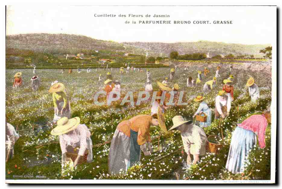 CPA Cueillette des fleurs de jasmin de la Parfumerie Bruno Court Grasse 