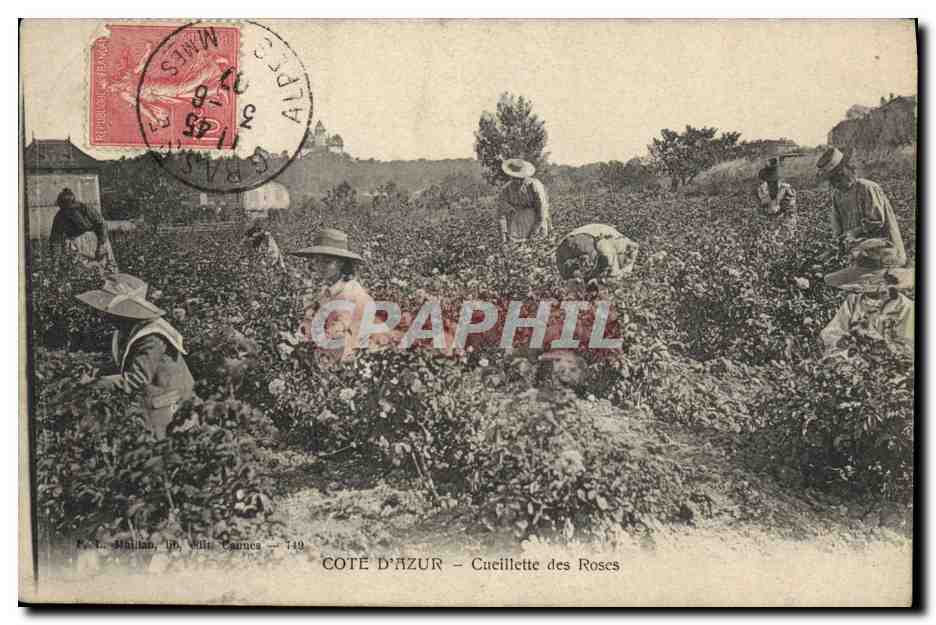 CPA Cueillette des roses Cote d'Azur 
