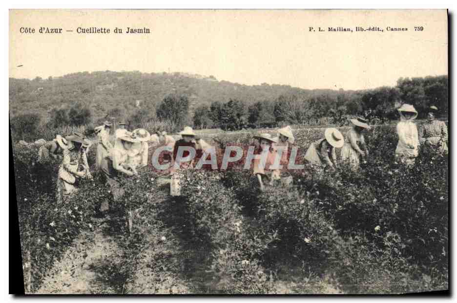 CPA Cueillette du jasmin Cote d'Azur 
